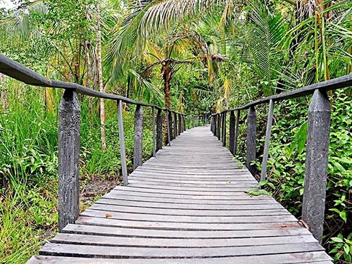 Puntarenas Rainforest Treetop Skywalk And Tarcoles River Eco Cruise 