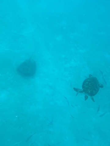 Barbados Shipwreck Snorkel, Turtles, Lunch and Open Bar Excursion Beautiful!!