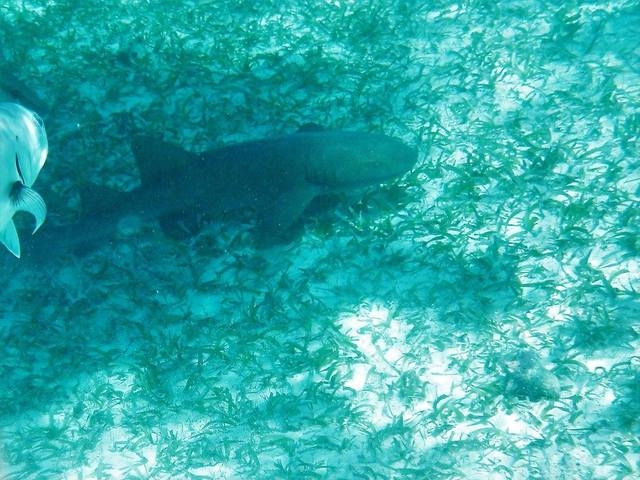Belize Coral Gardens and Shark Ray Alley Snorkel Adventure Excursion Loved it.
