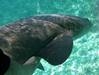 Belize Coral Gardens and Shark Ray Alley Snorkel Adventure Excursion Loved it.