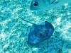 Belize Coral Gardens and Shark Ray Alley Snorkel Adventure Excursion Loved it.