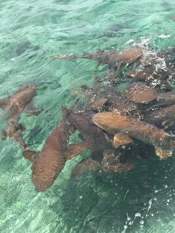 Belize Coral Gardens and Shark Ray Alley Snorkel Adventure Excursion  Snorkel with Nurse Sharks, Stingrays, Fish etc