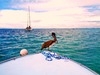 Belize Coral Gardens and Shark Ray Alley Snorkel Adventure Excursion Best Day!