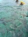 Belize Coral Gardens and Shark Ray Alley Snorkel Adventure Excursion Best Day!