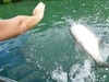 Belize Coral Gardens and Shark Ray Alley Snorkel Adventure Excursion Best Day!