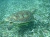 Belize Coral Gardens and Shark Ray Alley Snorkel Adventure Excursion Best Day!