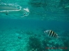 Belize Coral Gardens and Shark Ray Alley Snorkel Adventure Excursion Best Snorkel Trip Ever!