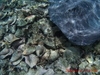 Belize Coral Gardens and Shark Ray Alley Snorkel Adventure Excursion Best Snorkel Trip Ever!