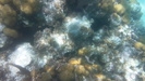 Belize Coral Gardens and Shark Ray Alley Snorkel Adventure Excursion Amazing time