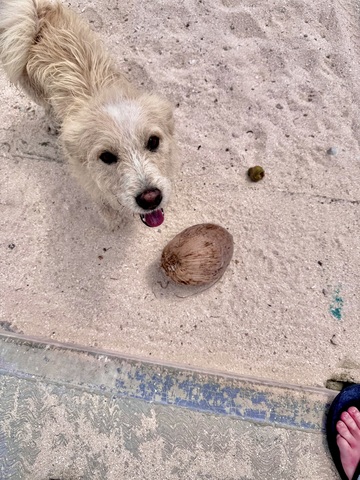 Belize Goff's Caye Island Beach Getaway and Snorkel Excursion Absolutely beautiful and fun! 
