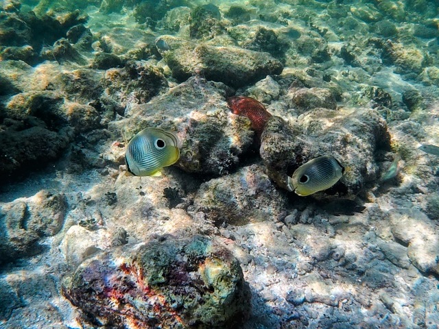 Belize Goff's Caye Island Beach Getaway and Snorkel Excursion Goff’s Caye: A Hidden Gem of Belize