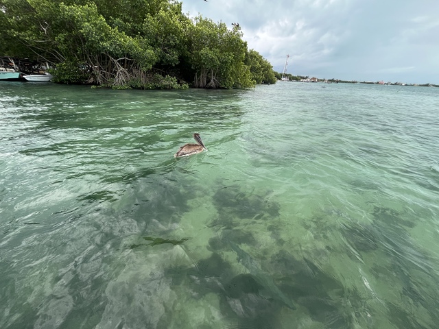 Belize Hol Chan Marine Reserve & Shark Ray Alley Snorkel Excursion Adventure with Caye Caulker Island Beach Break Best time!!!