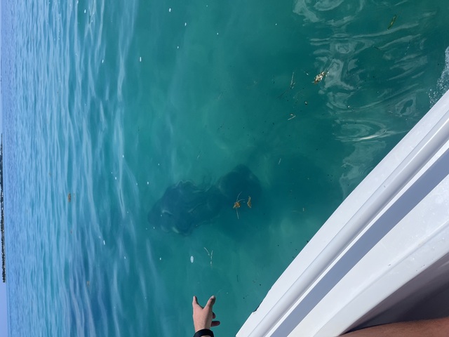 Belize Hol Chan Marine Reserve & Shark Ray Alley Snorkel Excursion Adventure with Caye Caulker Island Beach Break The absolute BEST!!!