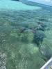 Belize Hol Chan Marine Reserve & Shark Ray Alley Snorkel Excursion Adventure with Caye Caulker Island Beach Break World class!! Incredible!