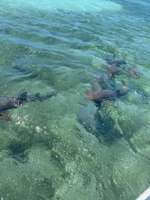 Belize Hol Chan Marine Reserve & Shark Ray Alley Snorkel Excursion Adventure with Caye Caulker Island Beach Break World class!! Incredible!