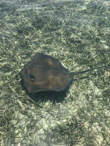 Belize Private Group for Hol Chan, Shark Ray Alley Snorkel & Caye Caulker Beach Break Excursion Most amazing day!!