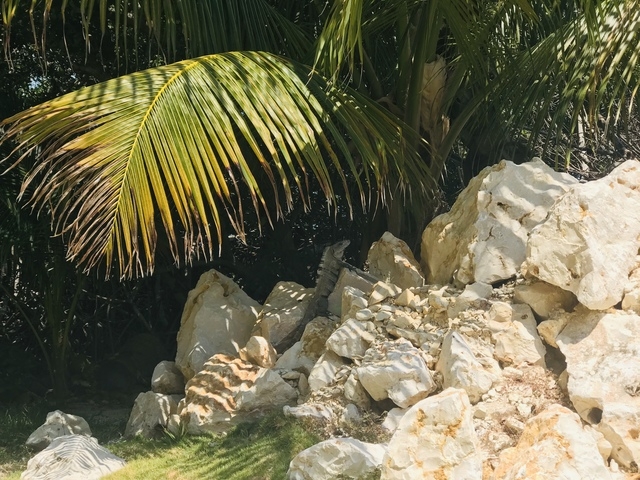 Belize Private Island Shaka Caye Beach Resort Day Pass Excursion  Best Excursion Ever