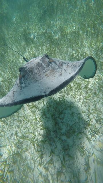 Belize Shark Ray Alley and Hol Chan Marine Park Snorkel Excursion by Air AMAZING!