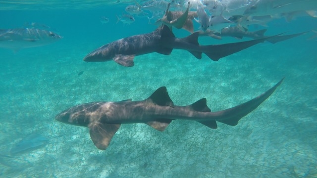 Belize Shark Ray Alley and Hol Chan Marine Park Snorkel Excursion by Air AMAZING!