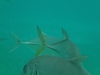Belize Shark Ray Alley and Hol Chan Marine Park Snorkel Excursion by Air Awesomme