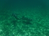 Belize Shark Ray Alley and Hol Chan Marine Park Snorkel Excursion by Air Great choice, wonderful time!