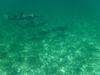 Belize Shark Ray Alley and Hol Chan Marine Park Snorkel Excursion by Air Miss the crowds!