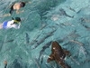 Belize Shark Ray Alley and Hol Chan Marine Reserve Snorkel Excursion Some things were great and some weren't