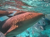 Belize Shark Ray Alley and Hol Chan Marine Reserve Snorkel Excursion Great experience!