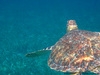 Belize Shark Ray Alley and Hol Chan Marine Reserve Snorkel Excursion Great experience!