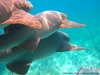 Belize Shark Ray Alley and Hol Chan Marine Reserve Snorkel Excursion Great experience!