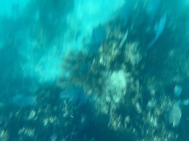 Belize Shark Ray Alley, Coral Gardens Snorkel, and Caye Caulker Island Beach Excursion Amazing Excursion