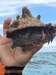 Belize Shark Ray Alley, Coral Gardens Snorkel, and Caye Caulker Island Beach Excursion Loved it best time ever!