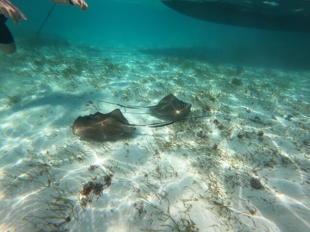 Belize Snorkel Shark Ray Alley, Coral Gardens and Caye Caulker Beach Break Excursion Best Excursion Ever!