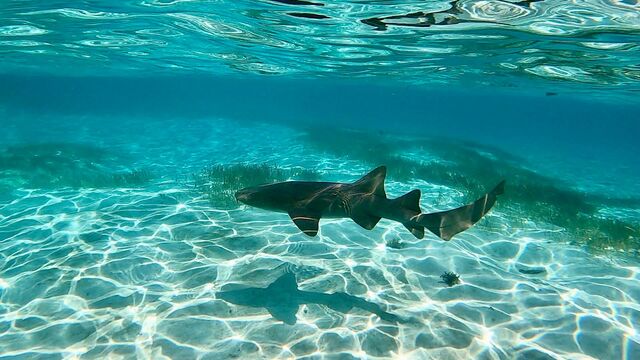 Belize Snorkel Shark Ray Alley, Coral Gardens and Caye Caulker Beach Break Excursion Best Excursion Ever!