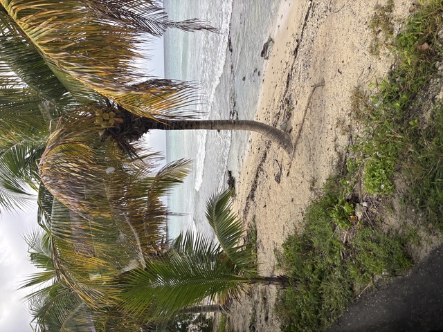 Best of Cozumel Island Highlights Excursion Beyond my expectations!!!!