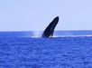 Cabo San Lucas Whale Watching Excursion with Breakfast and Open Bar Fun time, great food and crew, amazing whales!
