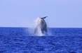 Cabo San Lucas Whale Watching Excursion with Breakfast and Open Bar Fun time, great food and crew, amazing whales!