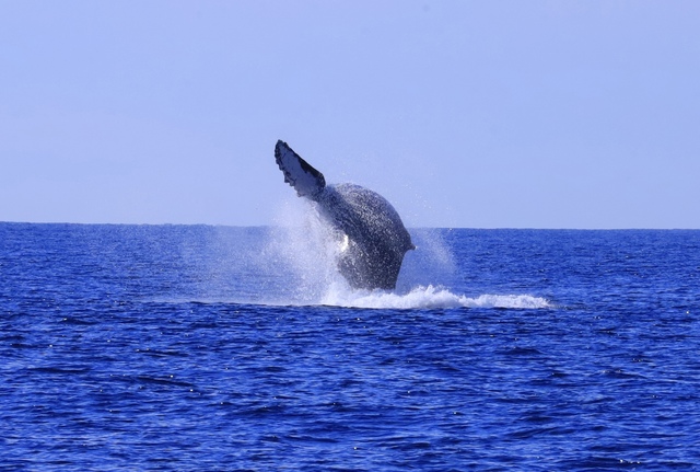 Cabo San Lucas Whale Watching Excursion with Breakfast and Open Bar Fun time, great food and crew, amazing whales!