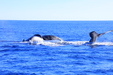 Cabo San Lucas Whale Watching Excursion with Breakfast and Open Bar Fun time, great food and crew, amazing whales!
