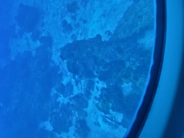 Cozumel Atlantis Submarine Excursion Experience Very clean and professional