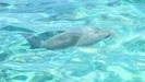 Cozumel Chankanaab National Marine Beach Park All-Inclusive Day Pass and Snorkel Excursion great excursion