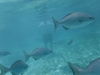 Cozumel Chankanaab National Marine Beach Park All-Inclusive Day Pass and Snorkel Excursion So Relaxing and Great Variety.