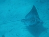 Cozumel Chankanaab National Marine Beach Park All-Inclusive Day Pass and Snorkel Excursion So Relaxing and Great Variety.