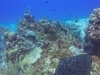 Cozumel Mr. Sanchos Beach Club 2 Reef Marine Park Snorkel Excursion by Boat Highly Recommend!