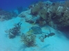 Cozumel Mr. Sanchos Beach Club 2 Reef Marine Park Snorkel Excursion by Boat Highly Recommend!