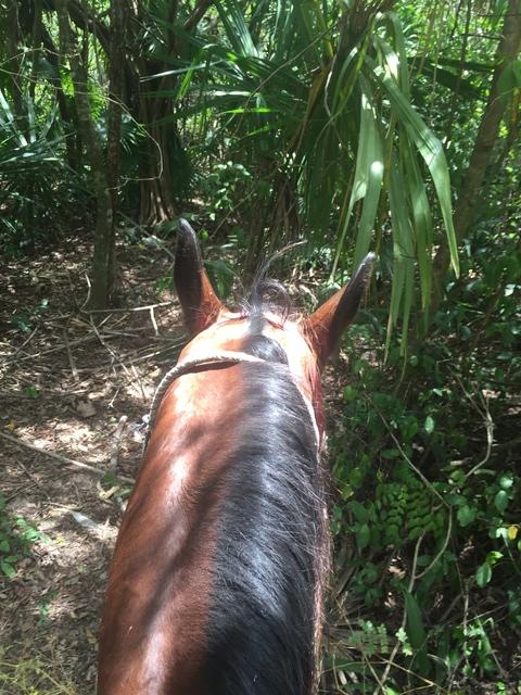 Cozumel Mr. Sanchos Beach Horseback Riding Excursion Loved it. Very friendly people