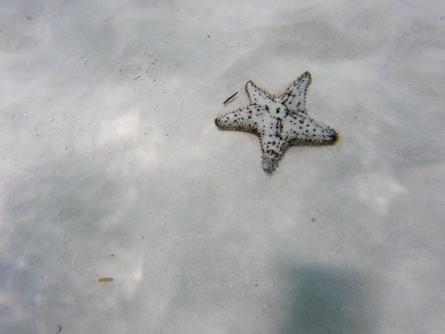 Cozumel Private First Lady Boat Charter Excursion - Secluded Marine Park Snorkel and El Cielo Sandbar HIGHLY RECOMMEND!!!
