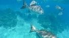 Cozumel Private First Lady Boat Charter Excursion - Secluded Marine Park Snorkel and El Cielo Sandbar (w/ optional fishing) HIGHLY RECOMMEND!!!