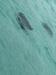 Grand Cayman Captain's Choice Reef and Stingray City Snorkel Excursion Amazing excursion 