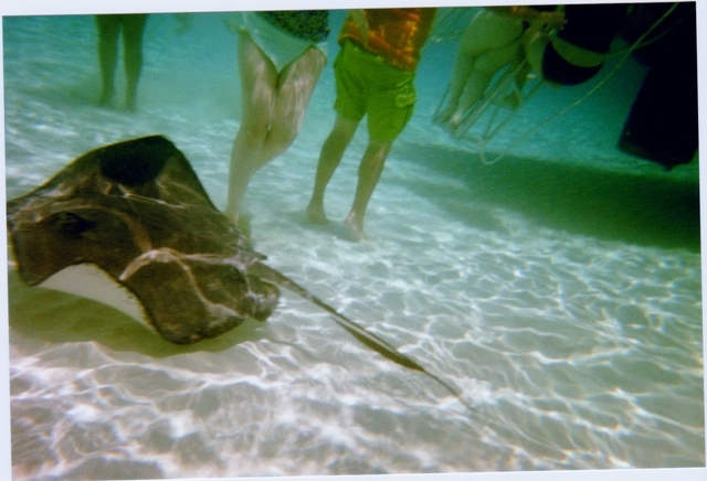 Grand Cayman Coral Reef Snorkel and Stingray City Combo Excursion Muy entretenido!!!